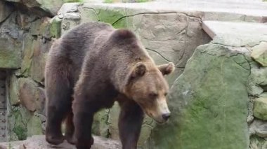 Güneşli bir günde güneşin altında pırıl pırıl parlayan buz saçakları. Ahşap zeminde buz saçağı eriyor. Küresel ısınma kavramı