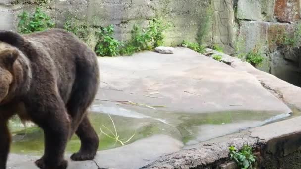 Krásné Jediné Kapající Rampouchy Řetízku Třpytí Slunci Teplého Slunečného Dne — Stock video