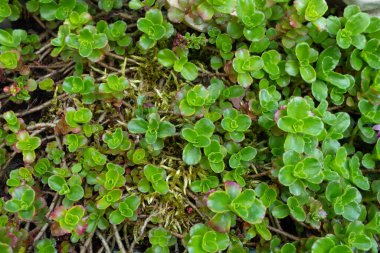 Güzel yeşil yaprak dokusu arka plan. Doğanın botanik arka planı, tasarım için duvar kağıdı