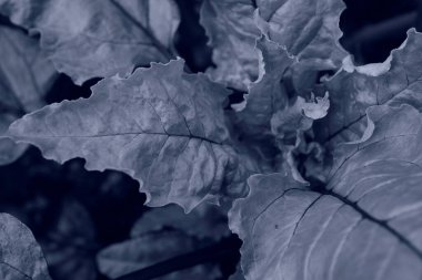 Trrendy rengi 2020 güzel bitki yaprağı, tasarım için. Klasik mavi arkaplan