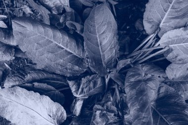 Trrendy rengi 2020 güzel bitki yaprağı, tasarım için. Klasik mavi arkaplan