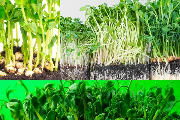 Kolase Dari Berbagai Macam Segar Salad Hijau Campuran Organik Kecambah — Stok Foto