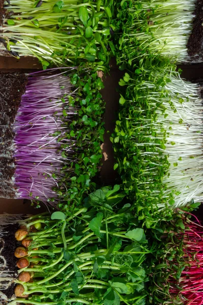 raw microgreen mixed sprouts, radishes, mustard, arugula, mustard, pea. Super food. Assortment of baby sprouts. Healthy eating concept rich in fiber, vitamin and antioxidants