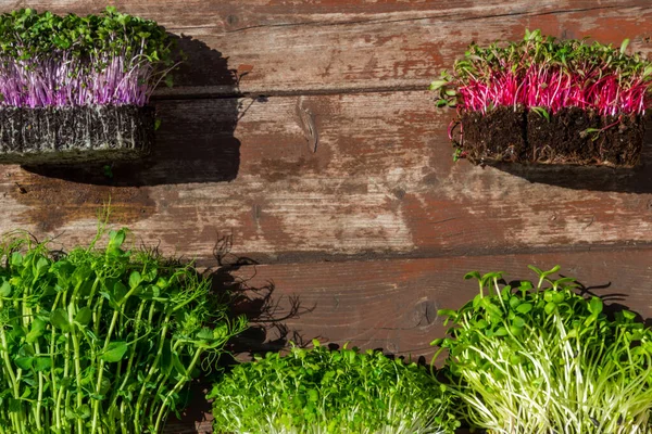 Λαχανάκια Λαχανικών Ξύλινο Φόντο Λαχανικά Υγιεινή Διατροφή Έννοια Πλούσια Φυτικές — Φωτογραφία Αρχείου