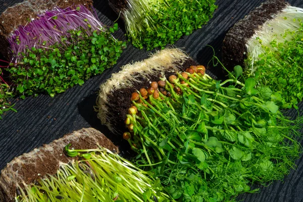 Brotos Microgreens Fundo Madeira Verdes Vegetais Conceito Alimentação Saudável Rico — Fotografia de Stock
