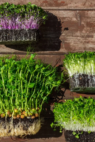 Микрозеленые Побеги Деревянном Фоне Овощная Зелень Концепция Здорового Питания Богатая — стоковое фото