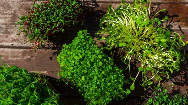 Microgreens Spruiten Houten Ondergrond Groentegroenen Gezond Eten Concept Rijk Aan — Stockfoto