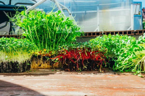 Microgreens Tumbuh Latar Belakang Kayu Sayuran Hijau Konsep Makan Sehat — Stok Foto
