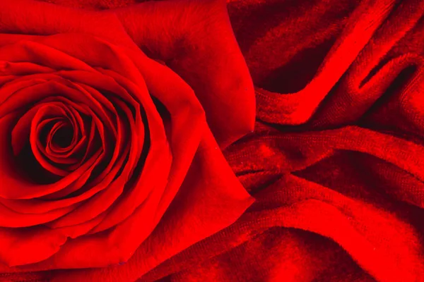 赤い豪華な赤いバラ ベルベットのベロアの質感 情熱の美しさと愛の概念上のマクロ 花の装飾 選択的焦点 — ストック写真