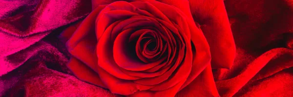 Red gorgeous red Rose, macro on velvet velours texture, passion beauty and love concept. Floral decor. Selective focus. Banner