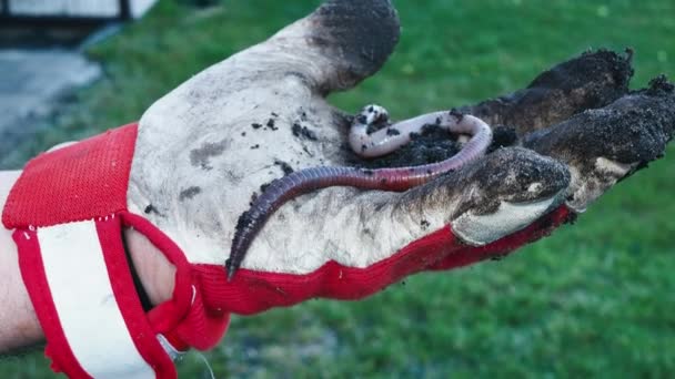 Mão Luva Agricultor Segurar Verme Wiggling Vermelho Para Pesca Compostagem — Vídeo de Stock