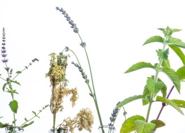 Şifalı bitkiler, çiçekler, aromaterapi ve gerekli yağlarla hazırlamak için kullanılan cam şişeler..