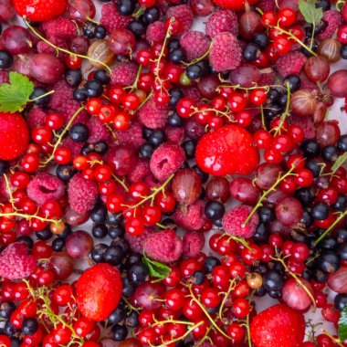 Çeşitli taze yaz organik çilekleri, ahududu, siyah ve kırmızı frenk üzümü, bektaşi üzümü, tarım ve bahçe işlerinin karışımı. Hasat Konsepti