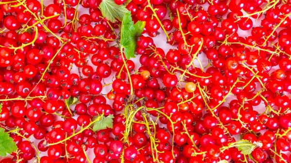 Fond Baies Crues Juteuses Groseille Rouge Été — Photo