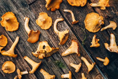 Cantharellus cibarius, altın chanterelle veya girolle, mantar. Eski ahşap tahtalarda