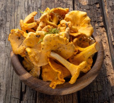 Cantharellus cibarius, altın chanterelle veya girolle, mantar. Eski ahşap tahtalarda ve ahşap kaselerde