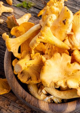 Cantharellus cibarius, altın chanterelle veya girolle, mantar. Eski ahşap tahtalarda