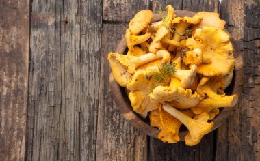 Cantharellus cibarius, altın chanterelle veya girolle, mantar. Eski ahşap tahtalarda