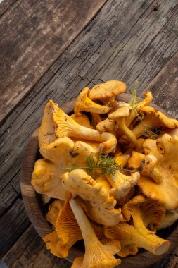 Cantharellus cibarius, altın chanterelle veya girolle, mantar. Eski ahşap tahtalarda