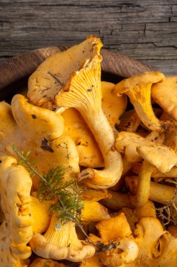 Cantharellus cibarius, altın chanterelle veya girolle, mantar. Eski ahşap bir tahtanın üzerinde.