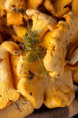 Cantharellus cibarius, altın chanterelle veya girolle, mantar. Kapat.