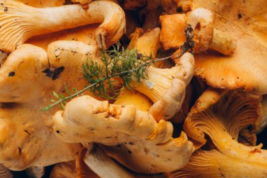 Cantharellus cibarius, altın chanterelle veya girolle, mantar. Kapat.