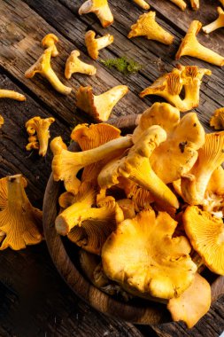 Cantharellus cibarius, altın chanterelle veya girolle, mantar. Eski ahşap tahtalarda