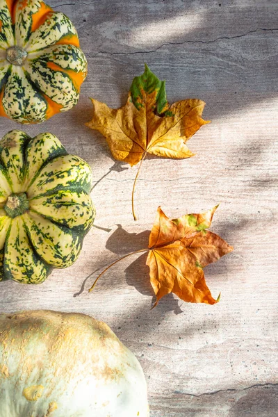 Zucche Raccolte Con Foglie Fogliame Autunnale Tavolo Legno Con Ombre — Foto Stock