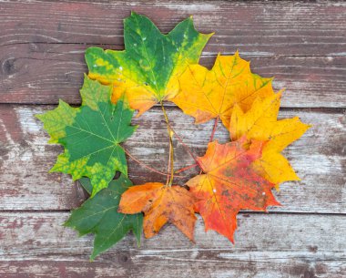 Eski ahşap zemin üzerinde renkli akçaağaç yaprakları, yakın, üst görünüm, seçici odak