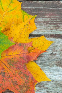 Eski ahşap zemin üzerinde renkli akçaağaç yaprakları, yakın, üst görünüm, seçici odak