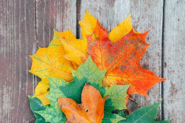 Eski ahşap zemin üzerinde renkli akçaağaç yaprakları, yakın, üst görünüm, seçici odak