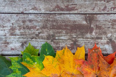 Eski ahşap arkaplanda renkli akçaağaç yaprakları, kopyalama alanı, seçici odak