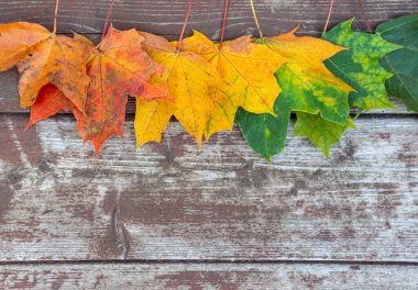 Eski ahşap arkaplanda renkli akçaağaç yaprakları, kopyalama alanı, seçici odak