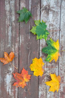 Eski ahşap arkaplanda renkli akçaağaç yaprakları, kopyalama alanı, seçici odak