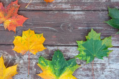 Eski ahşap arkaplanda renkli akçaağaç yaprakları, kopyalama alanı, seçici odak