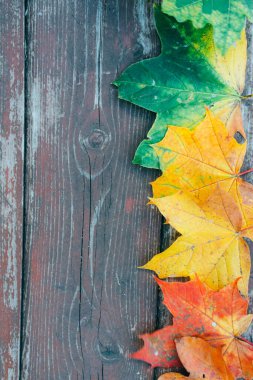 Eski ahşap arkaplanda renkli akçaağaç yaprakları, kopyalama alanı, seçici odak