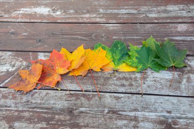 Eski ahşap arkaplanda renkli akçaağaç yaprakları, kopyalama alanı, seçici odak