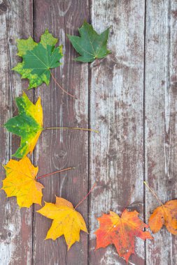 Eski ahşap arkaplanda renkli akçaağaç yaprakları, kopyalama alanı, seçici odak