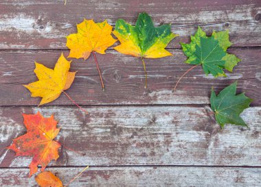Eski ahşap arkaplanda renkli akçaağaç yaprakları, kopyalama alanı, seçici odak