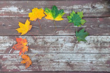 Eski ahşap arkaplanda renkli akçaağaç yaprakları, kopyalama alanı, seçici odak