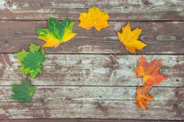 Eski ahşap arkaplanda renkli akçaağaç yaprakları, kopyalama alanı, seçici odak