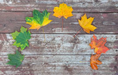 Eski ahşap arkaplanda renkli akçaağaç yaprakları, kopyalama alanı, seçici odak