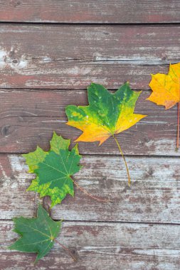 Eski ahşap arkaplanda renkli akçaağaç yaprakları, kopyalama alanı, seçici odak