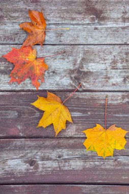 Eski ahşap arkaplanda renkli akçaağaç yaprakları, kopyalama alanı, seçici odak