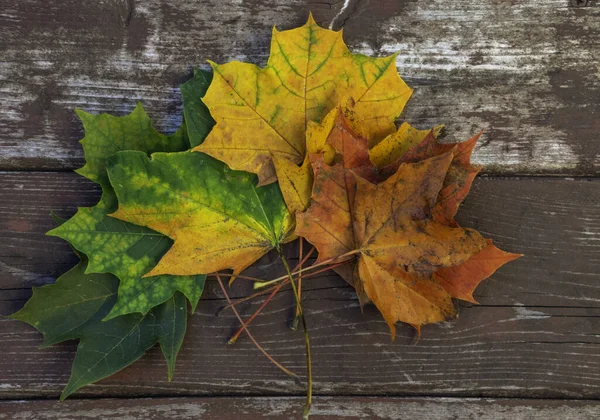 Красочный Клен Осенью Листья Старом Деревянном Фоне Закрыть Вид Сверху — стоковое фото