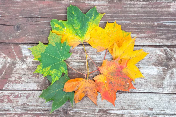 Hojas Coloridas Del Otoño Del Arce Fondo Madera Viejo Primer — Foto de Stock