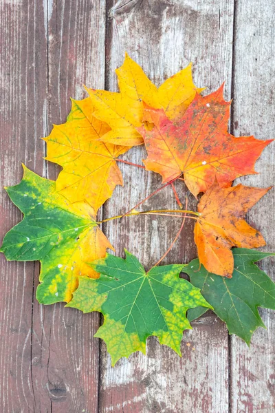カラフルなカエデの秋は古い木の背景に残します 閉じる 上のビュー 選択的な焦点 — ストック写真