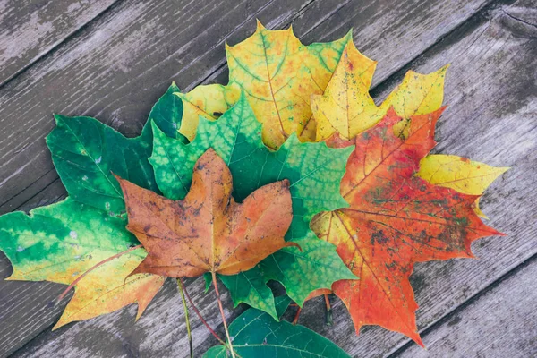 Hojas Coloridas Del Otoño Del Arce Fondo Madera Viejo Primer — Foto de Stock