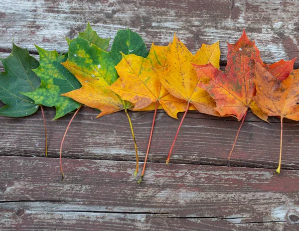 Colorful Maple Autumn Leaves Old Wooden Background Copy Space Selective — Stock Photo, Image