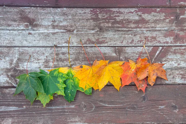 古い木の背景にカラフルなカエデの秋の葉 コピースペース 選択的なフォーカス — ストック写真